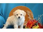 maltese