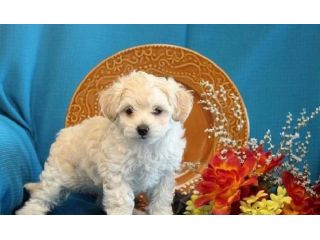 maltese