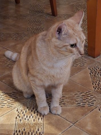 Regalo gatta FIV-positiva - Foto 2