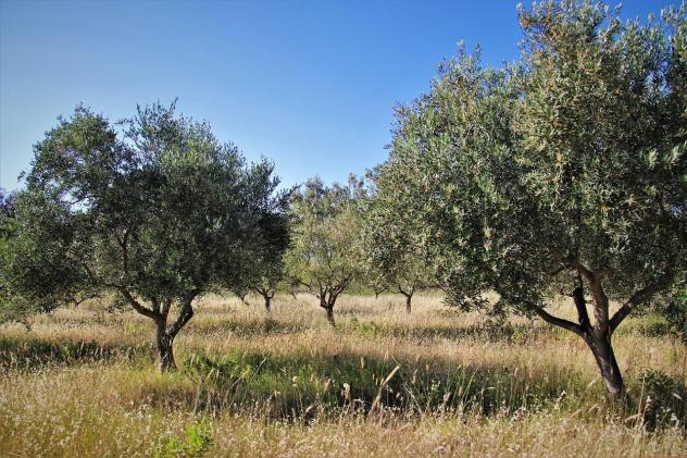 Terreno agricolo in vendita a Casciano - Murlo 27370 mq Rif: 1421470