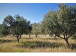 Terreno agricolo in vendita a Casciano - Murlo 27370 mq  Rif: 1421470