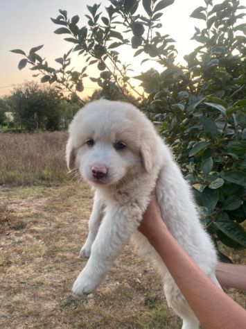 Quattro cucciole - Foto 3