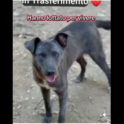 MIELE E MILO MIRACOLI D' AMORE CUCCIOLI IN ADOZIONE - Foto 6