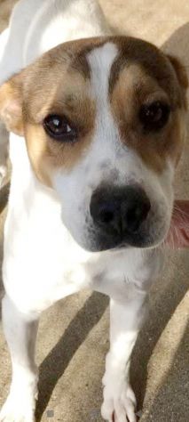 CAIO, cerca salvezza dal canile, cane in adozione tg medio piccola - Foto 6