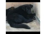DONNA meravigliosa, aspetta il suo riscatto. CAGNOLINA IN ADOZIONE