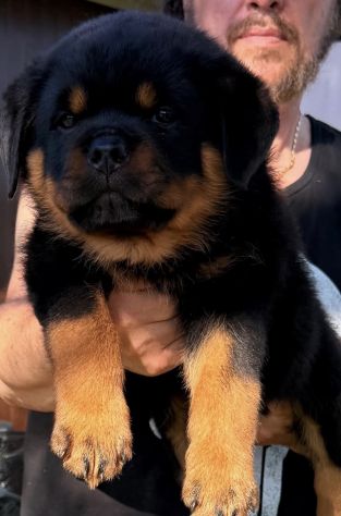 ROTTWEILER CON PEDIGREE - Foto 2