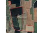Vendesi terreno agricolo posto in zona golenale a Gussola e Martignana di po