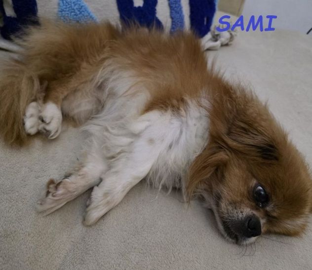 SAMI pechinese 9anni buono con tutti! URGENTE - Foto 2
