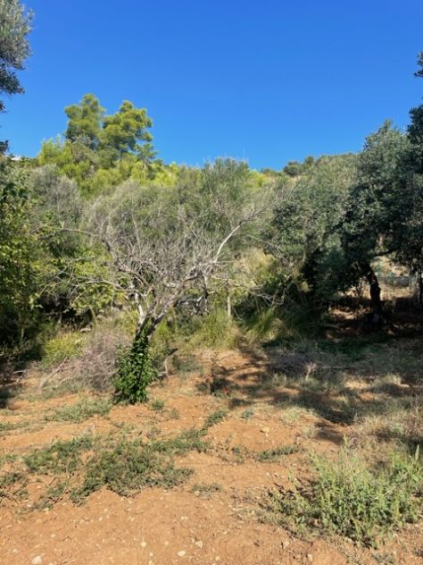 terreno di mq 4310 - Foto 4