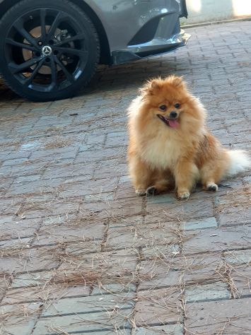 Disponibile maschio spitz di pomerania nano per monta - Foto 8