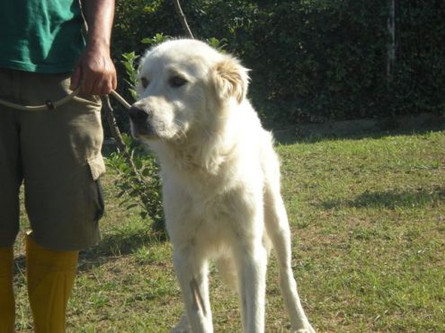 PEDRO, mix maremmano in pericolo - Foto 2