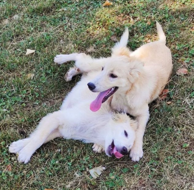 CANE DA ADOTTARE - Foto 5