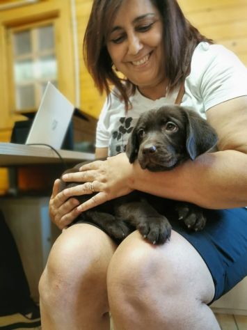 Cuccioli labrador cioccolato con Pedigree - Foto 3