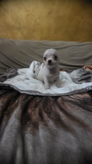 Chihuahua cuccioli toy - Foto 5