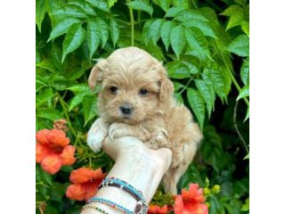 maltipoo cuccioli
