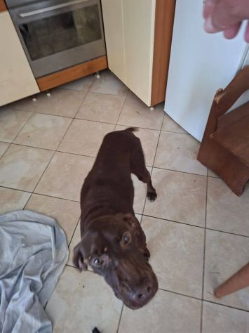 Miele femmina di Bracco in adozione - Foto 3