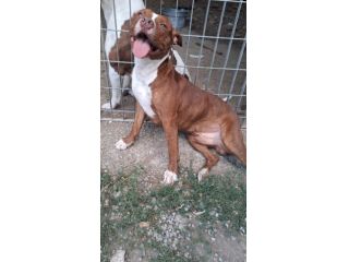 Pitbull splendido e buono 2anni.ultimo rimasto solo..CALABRIA SOS