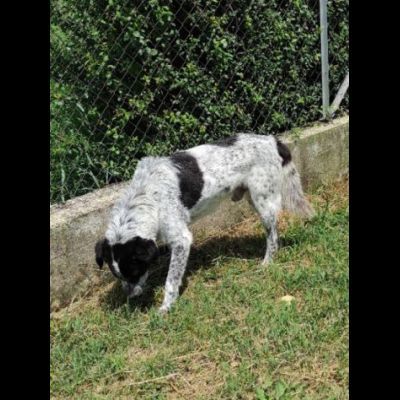 GENTILE E DISCRETO CAGNOLINO IN ADOZIONE - Foto 7