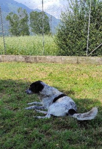 CANE IN ADOZIONE: ESCAPE, taglia media. - Foto 3