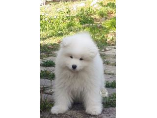Samoiedo cuccioli