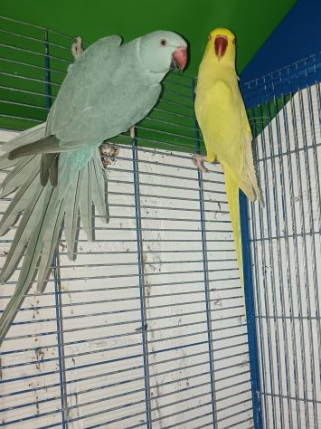 coppia parrochetti collare più voliera grande - Foto 2