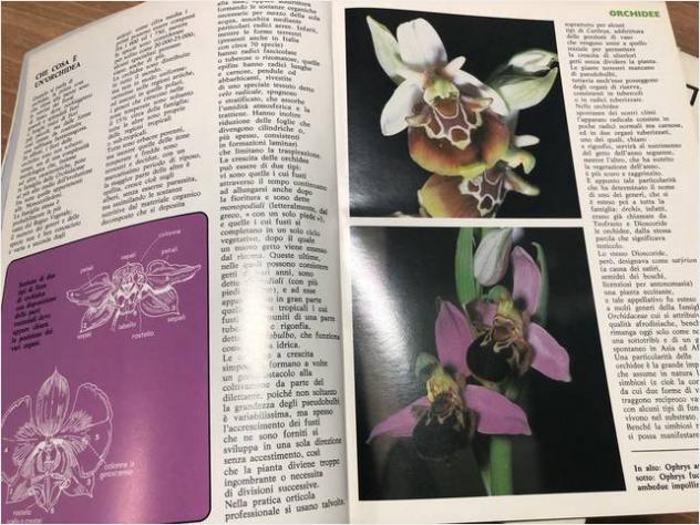 Fiori come riconoscerli e coltivarli. - Foto 4