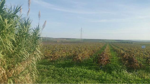 Terreno Favarotta - Vigneto in località Favarotta Trapani - Foto 4