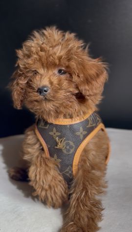 BARBONCINI TOY CUCCIOLI ROSSI DISPONIBILI - barboncino toy cucciolo - Foto 3