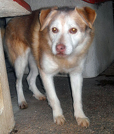 BUCK, mix husky taglia medio piccola - Foto 2