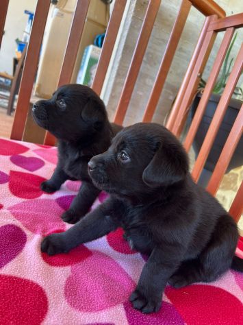 Labrador Retriever con Pedigree
