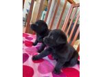 Labrador Retriever con Pedigree