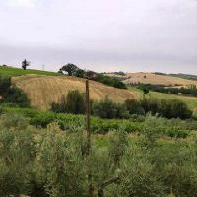 Azienda Agricola Rosina di Bonifati Rosa - Foto 4