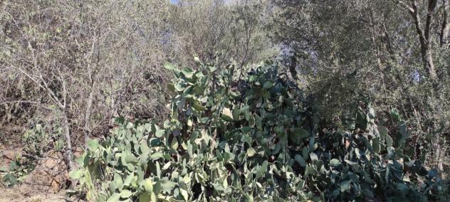 Agricolo in vendita a Misterbianco - Foto 17