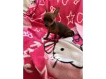 Pinscher Femmine Toy