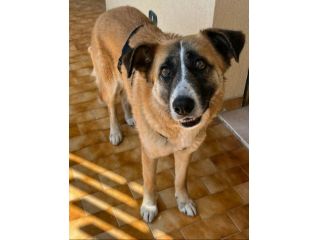 Ambra 4 anni Taglia grande