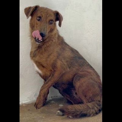HOLLANDE, SPAVENTATA DAL CANILE CAGNOLINA IN ADOZIONE