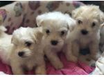 maltese