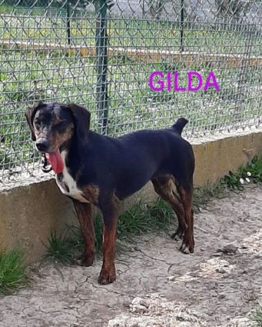 GILDA 4anni buona con tutti i cani! - Foto 7