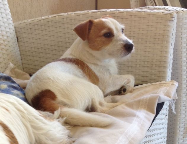 Jack Russell Broken per accoppiamento - Foto 4