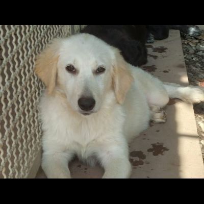 CUCCIOLI IN ADOZIONE - Foto 6