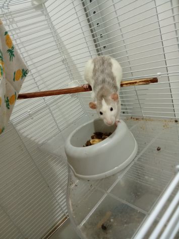 Coppia rattine dumbo - Foto 2