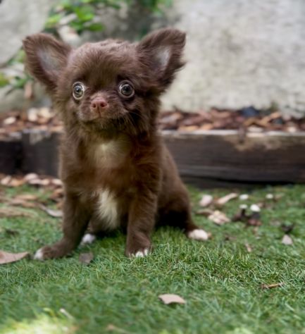 Cindy chihuahua pelo lungo cioccolata con pedigree - Foto 2