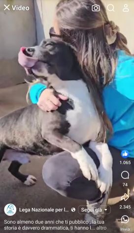 SILVESTRO DESIDERIO DI CAREZZE CANE IN ADOZIONE - Foto 8