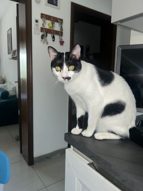 Gatto Europeo - Foto 4