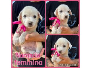 Regalo cuccioli