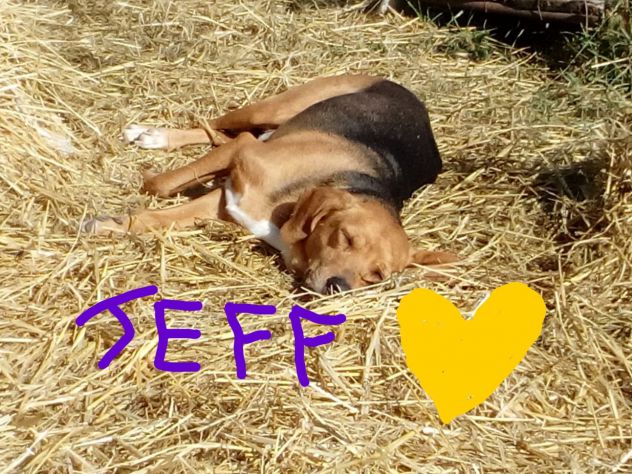 Simil Beagle 6/7anni SOS SOLO X FAMIGLIA PAZIENTE! MARCHE - Foto 3