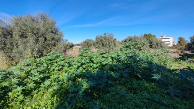 Terreno Agricolo di mq 7000 in strada per Floridia - Foto 5
