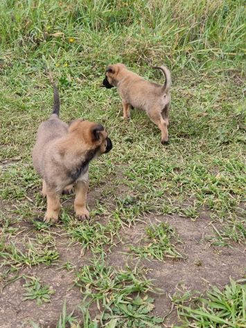 Pastore Belga Malinois Allevamento e cuccioli Lecce Brindisi Bari e in Puglia - Foto 6