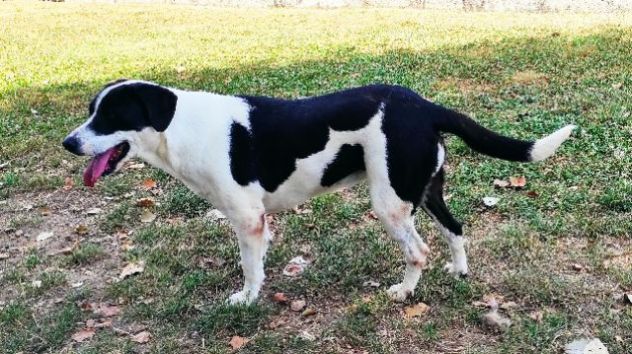 CANE IN ADOZIONE: MARILU', taglia media - Foto 5