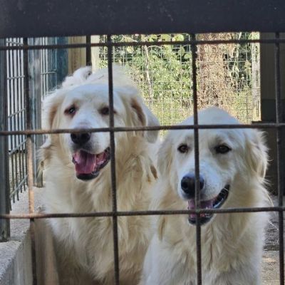 DANTE E ULISSE MIX PMA E GOLDEN CERCANO CASA, CANI IN ADOZIONE